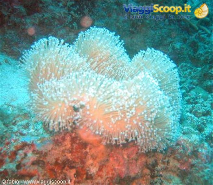 soft coral