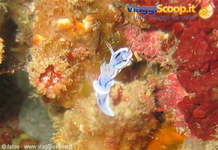 nudibranchia