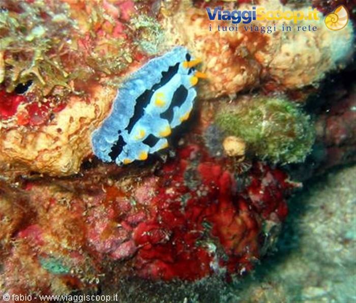 nudibranchia phillidya varicosa