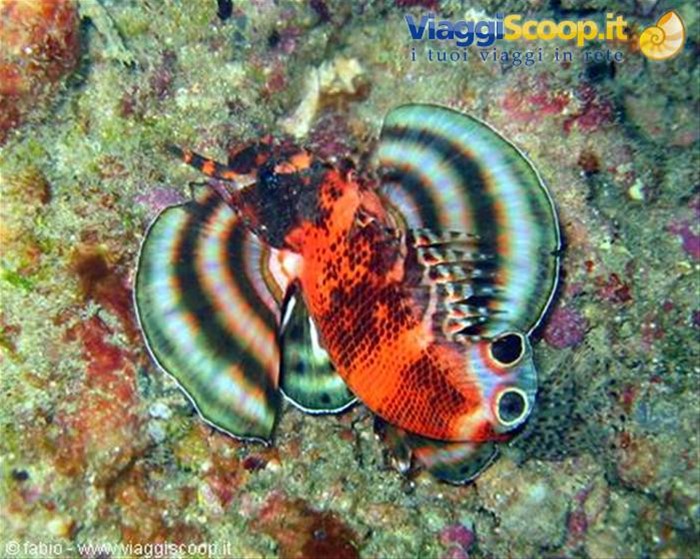 e questo ? lion fish o scorpion fish ? 