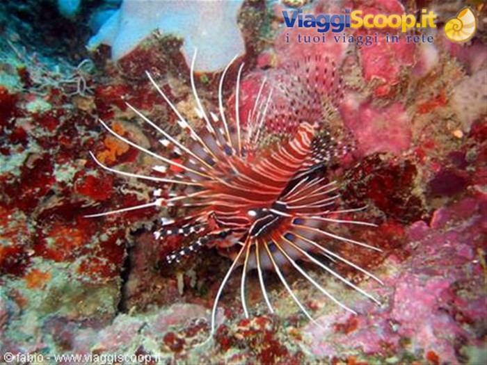Spotfin Lionfish - Pterois antennata