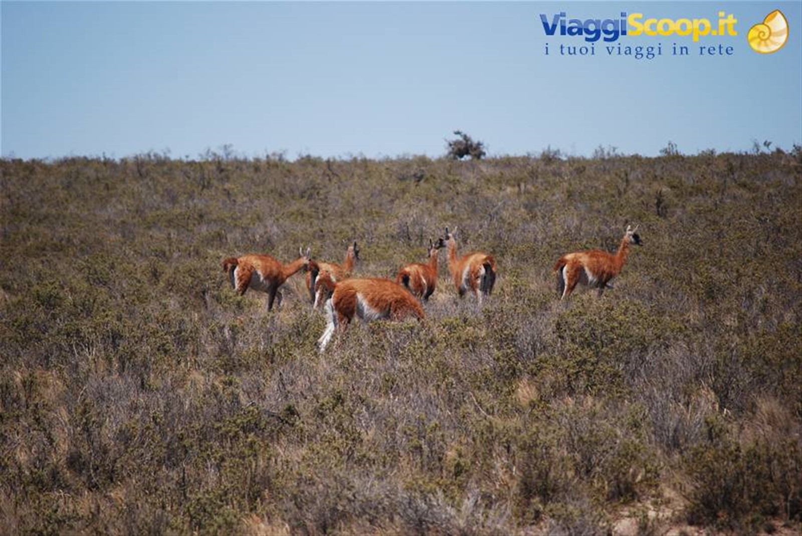 Penisola Valdés - Guanaco