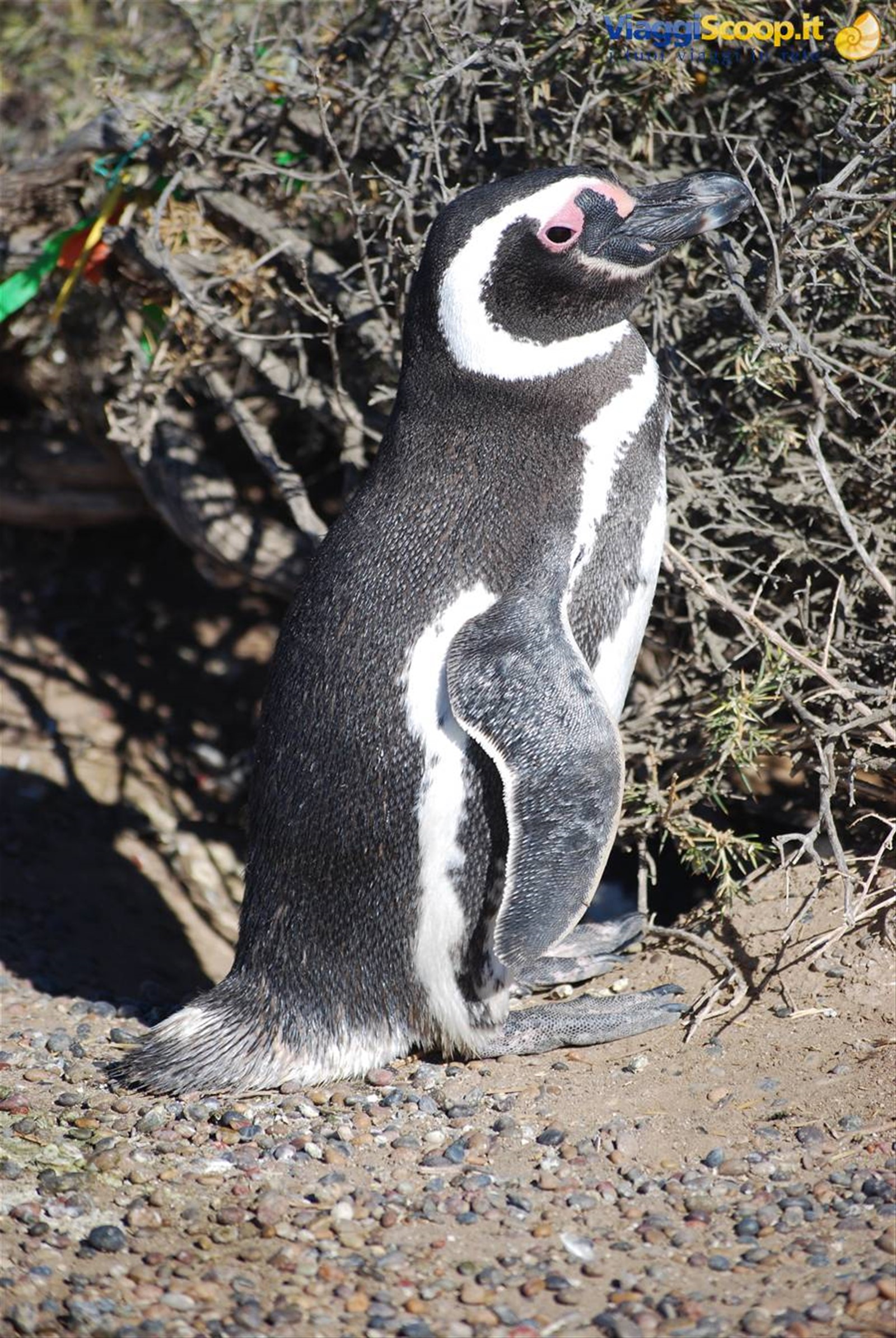 Punta Tombo - Pinguini