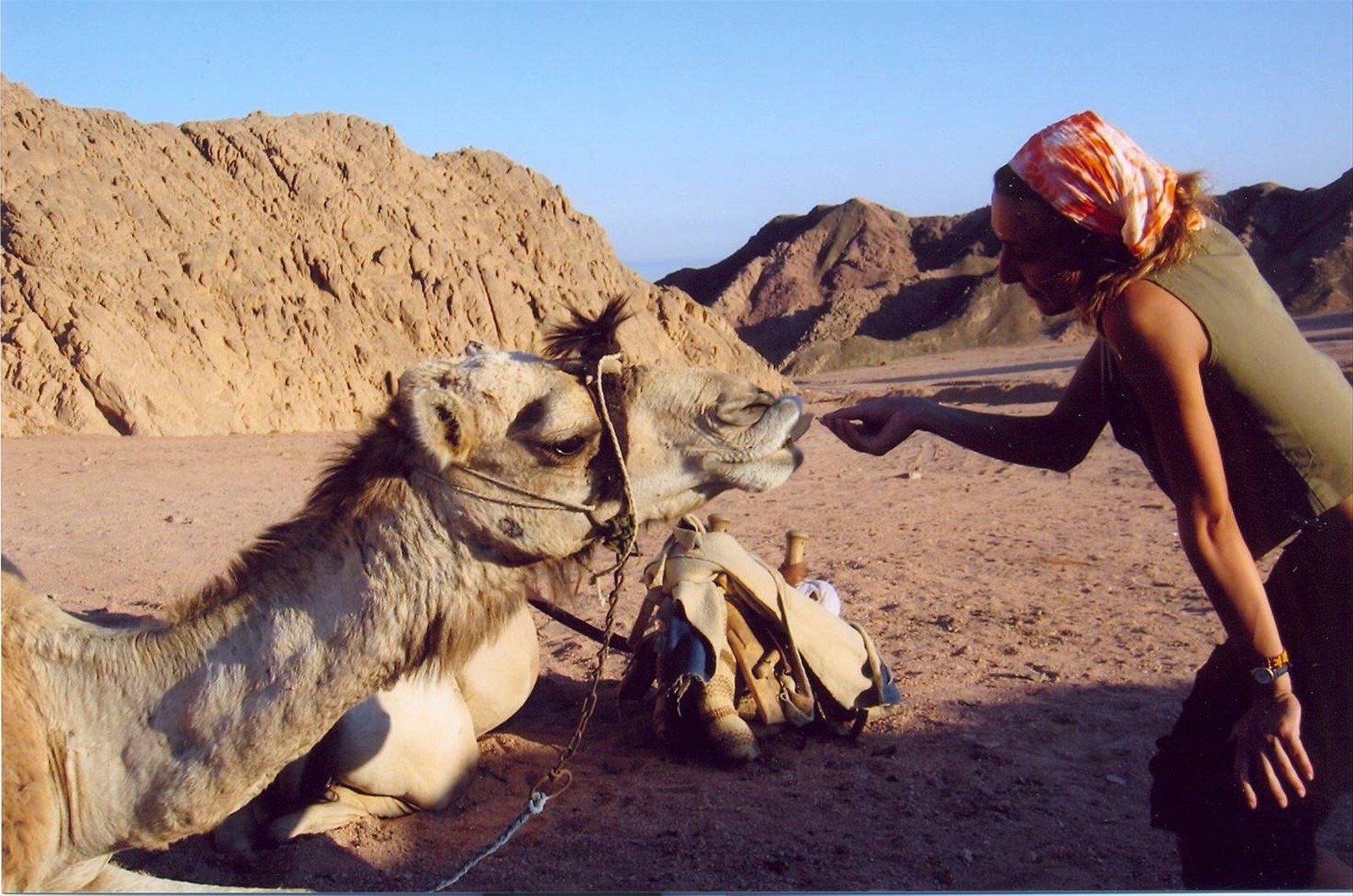 nel deserto col cammello