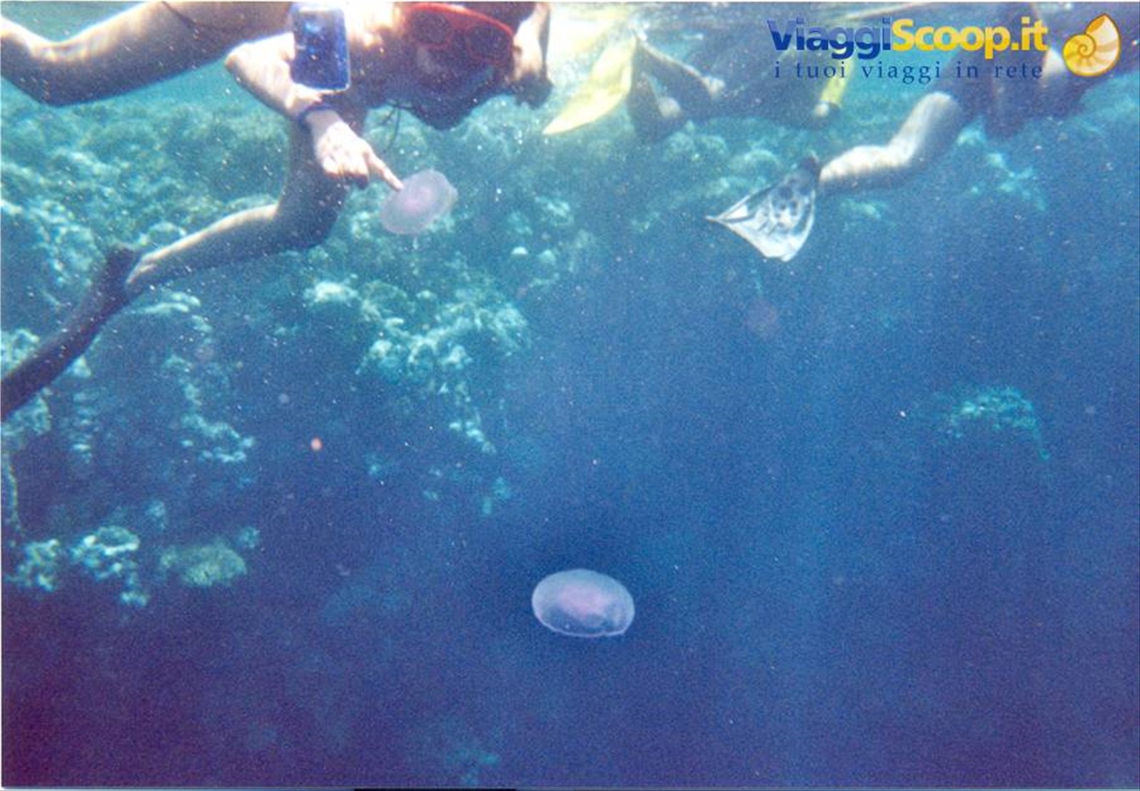 con le meduse