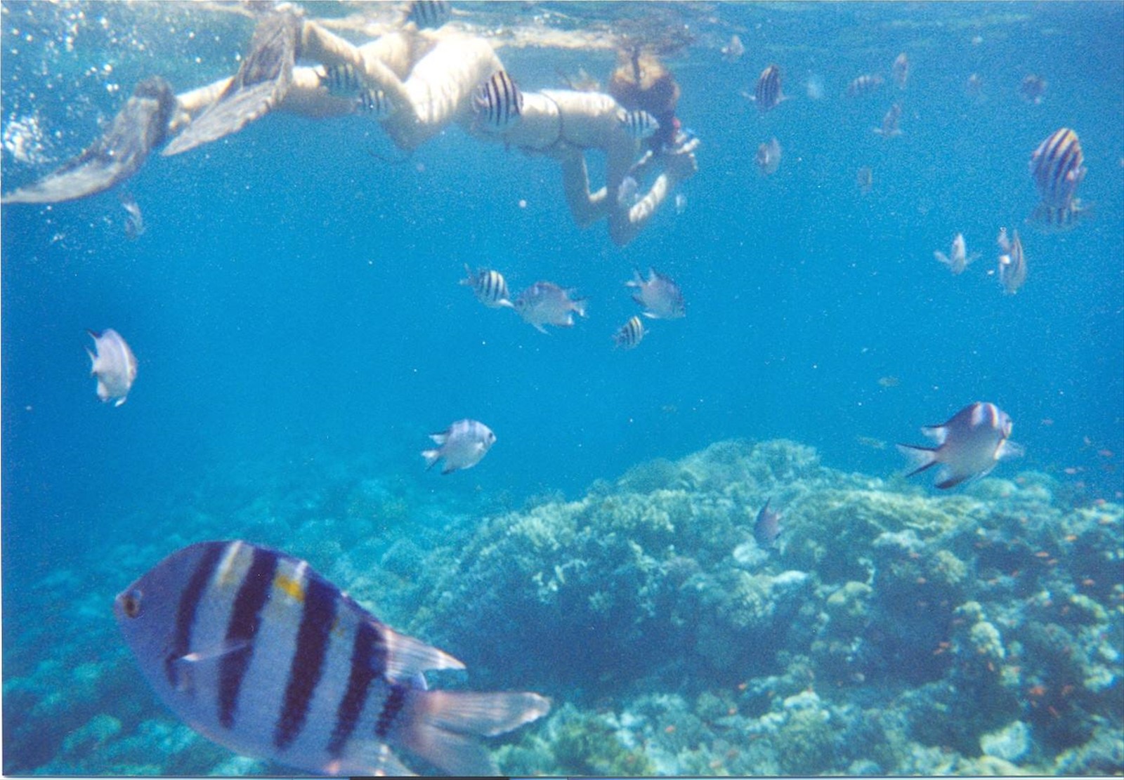 barriera corallina