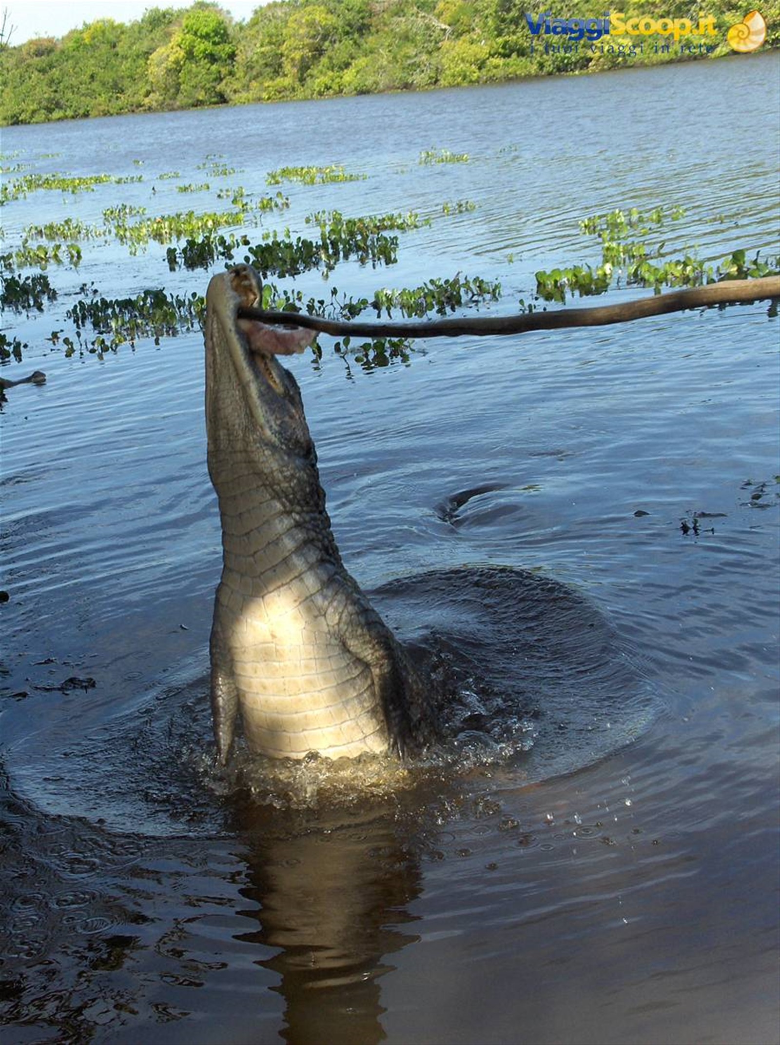 un caiman affamato