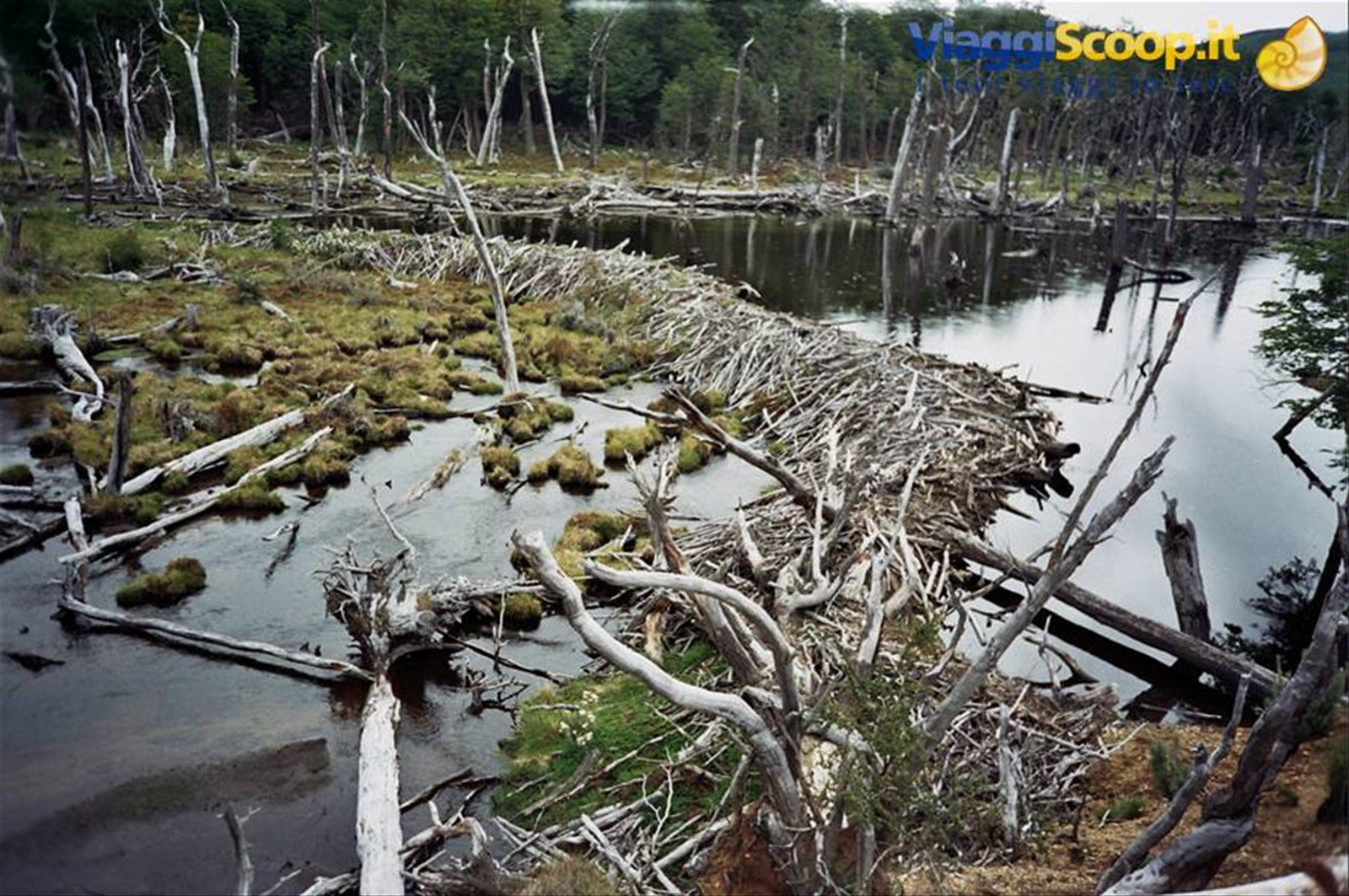 diga dei castori nel parco nazionale della Terra del Fuoco