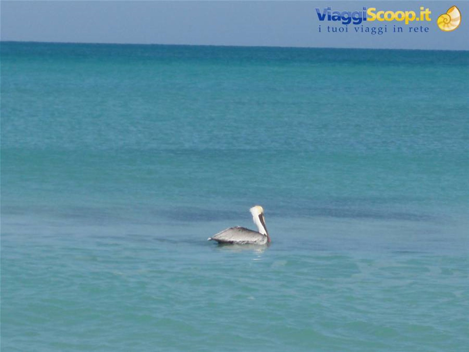 pellicano