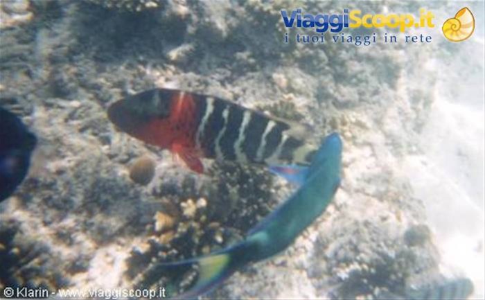 Snorkeling