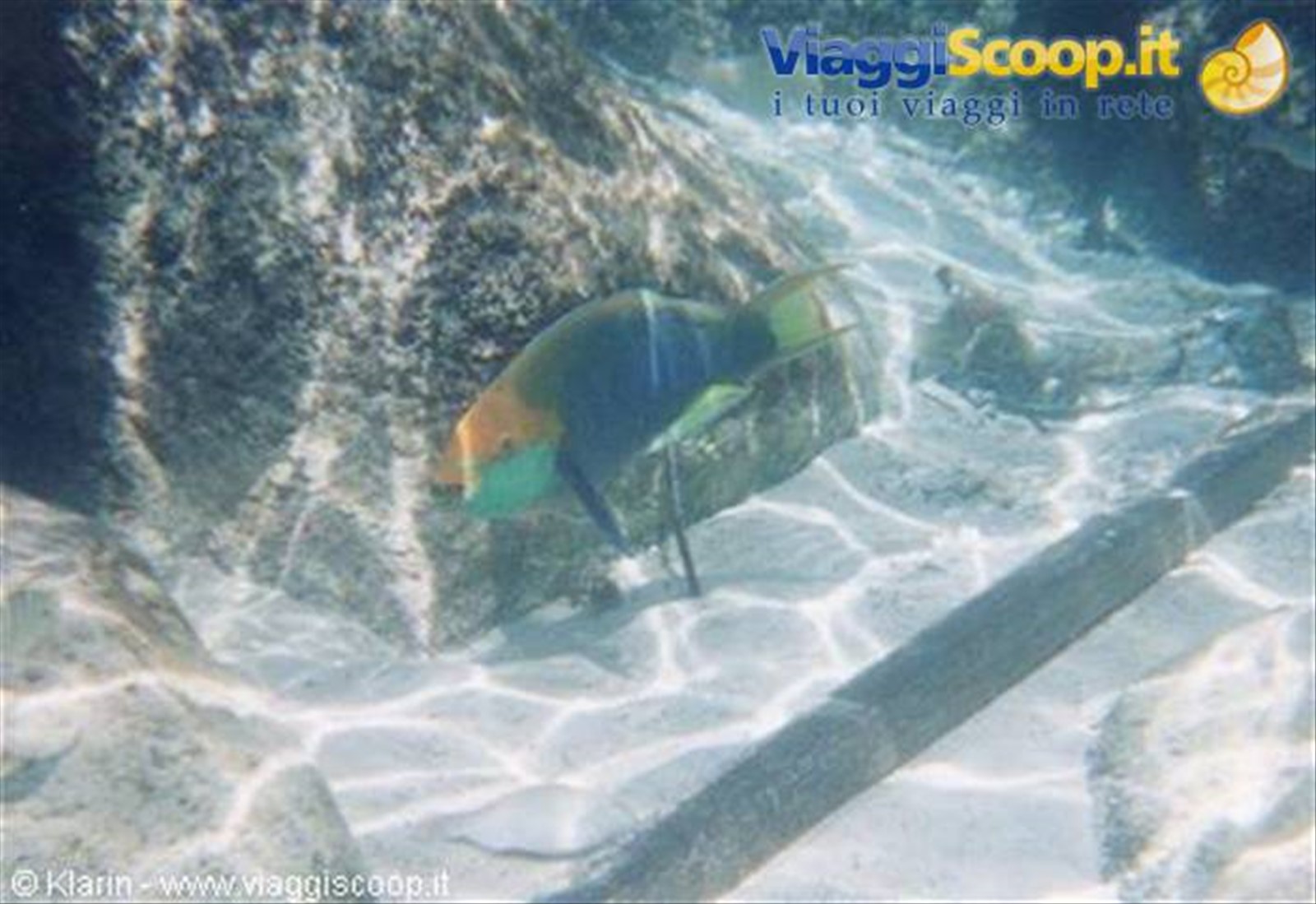 Snorkeling - pesce papagallo