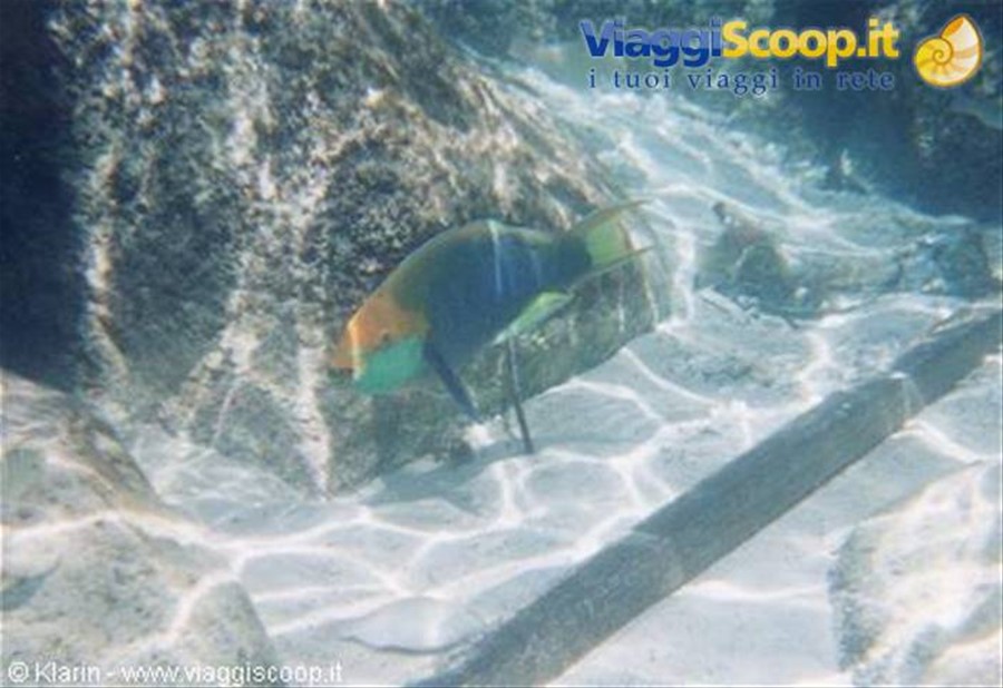Snorkeling - pesce papagallo
