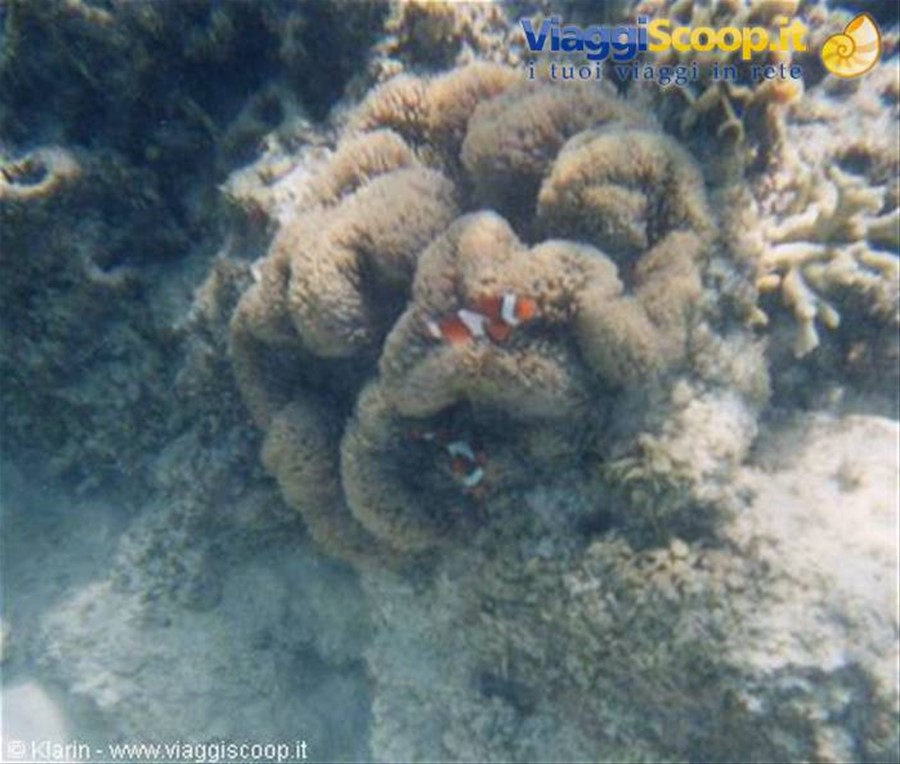 Snorkeling - pesce pagliaccio
