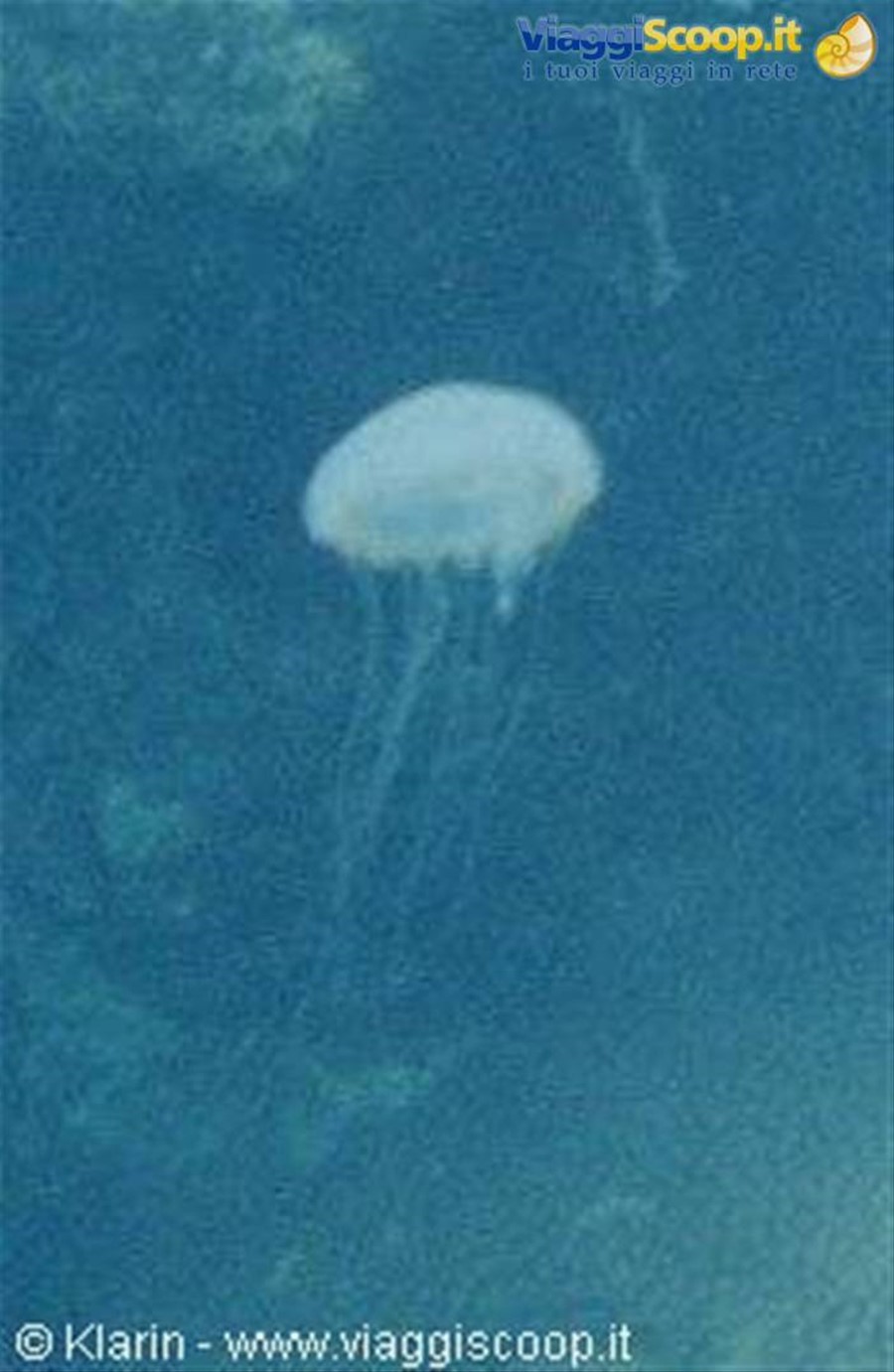 Snorkeling - jelly fish
