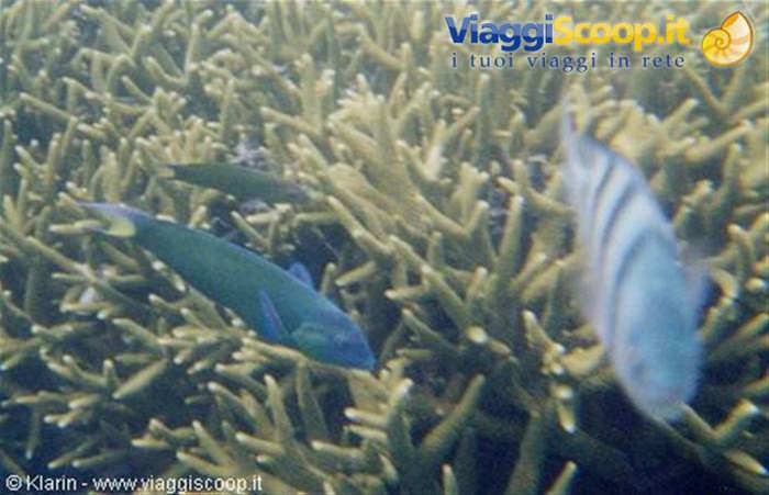 Snorkeling