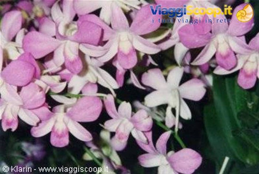 Orchidee al Changi Airport