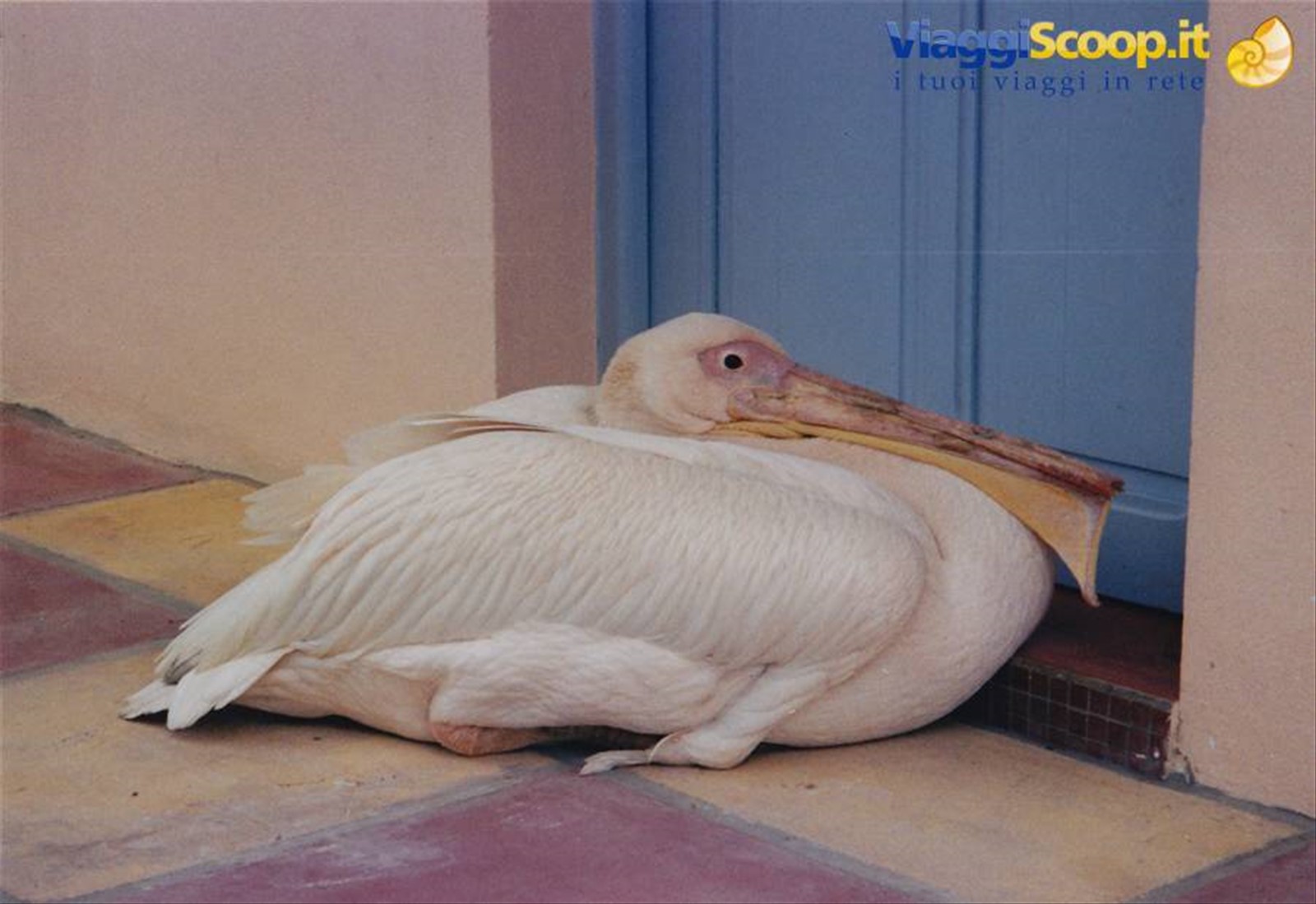 Pellicano al resort di Saint Louis