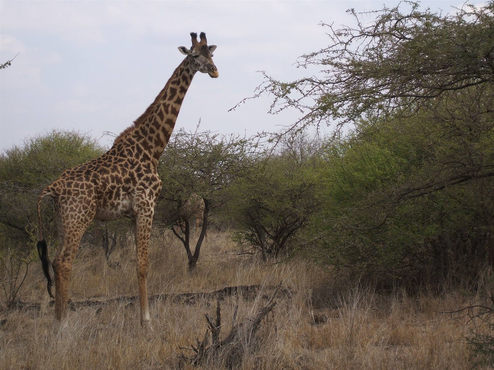 Foto di viaggio in KENYA
