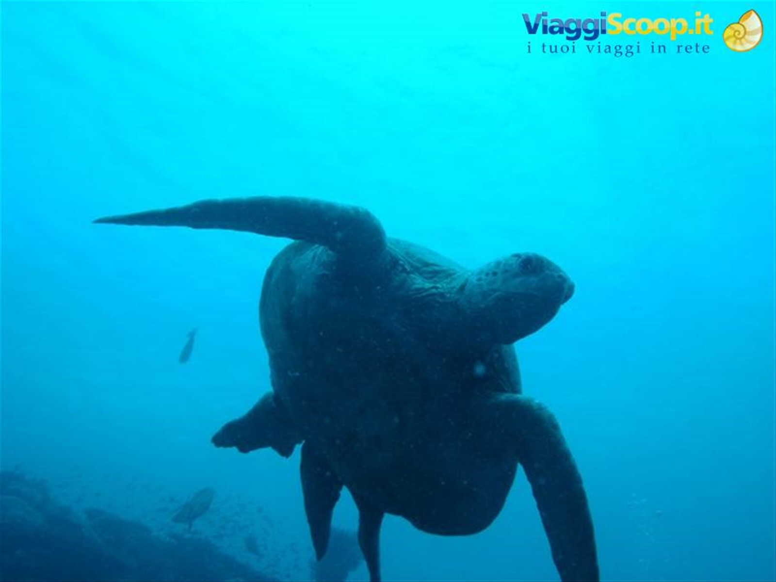 Tartaruga sipadan