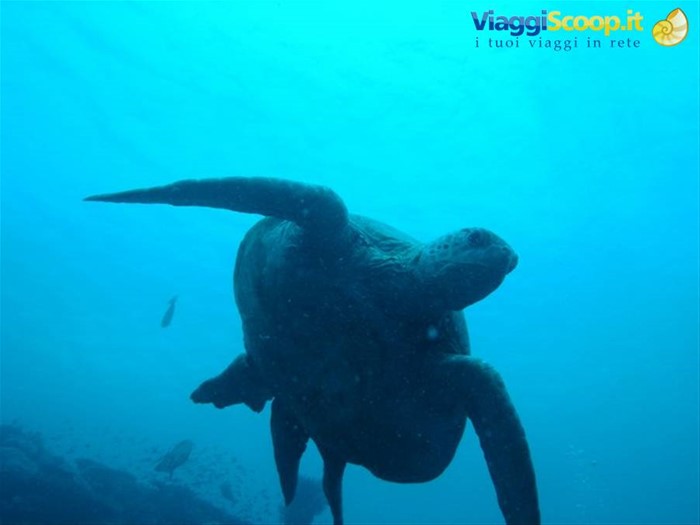 Tartaruga sipadan