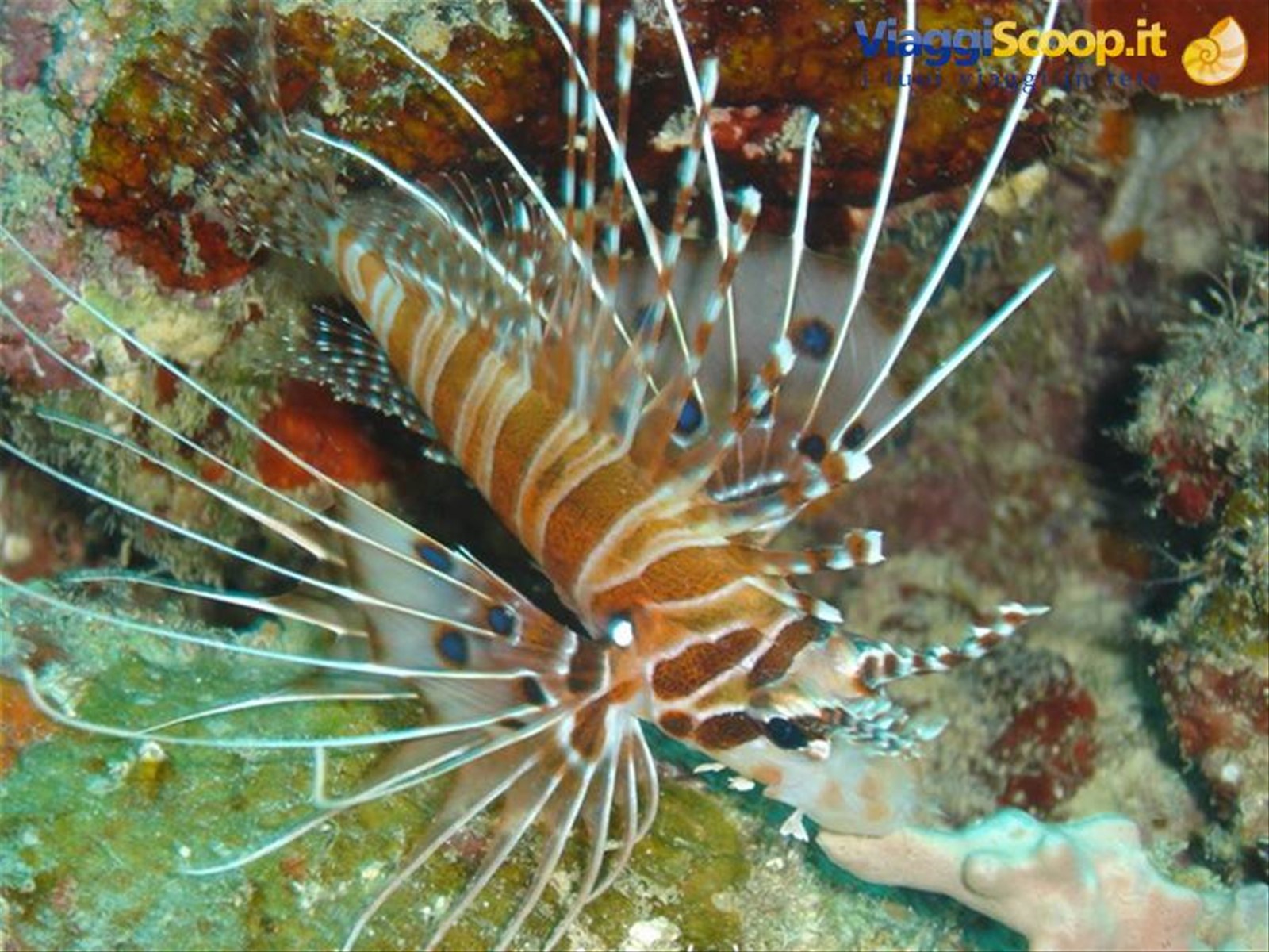 Pesce leone