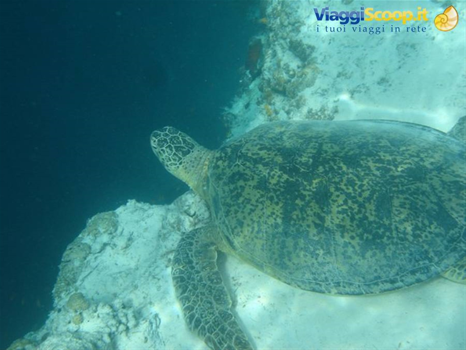 Sipadan - tartaruga sull'abisso di 600m