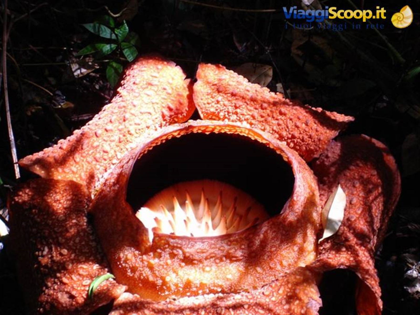 Poring - rafflesia