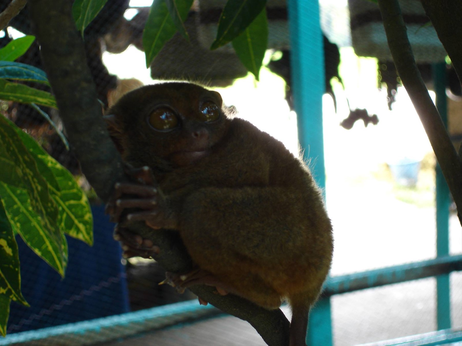 Tarsier - Bohol