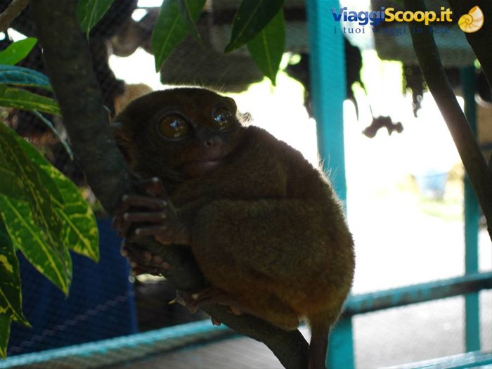 Tarsier - Bohol