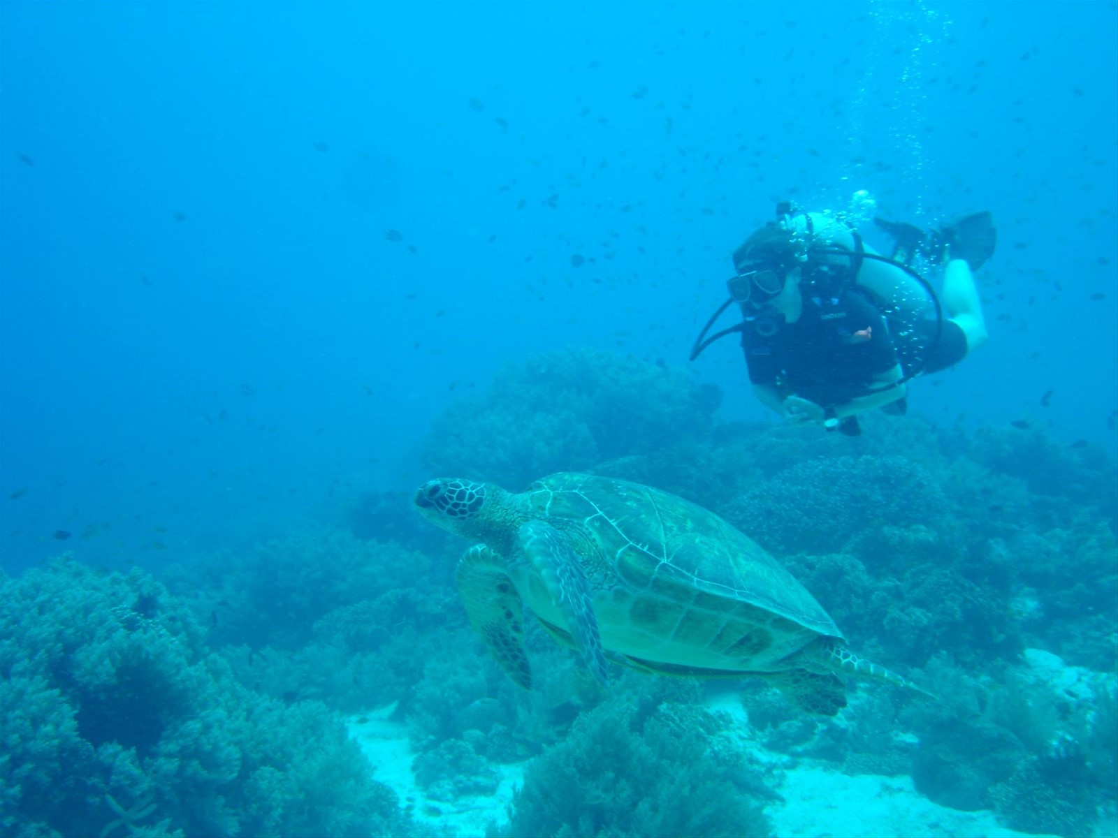Tartaruga a Balicasag Island (Bohol)