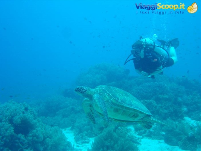Tartaruga a Balicasag Island (Bohol)