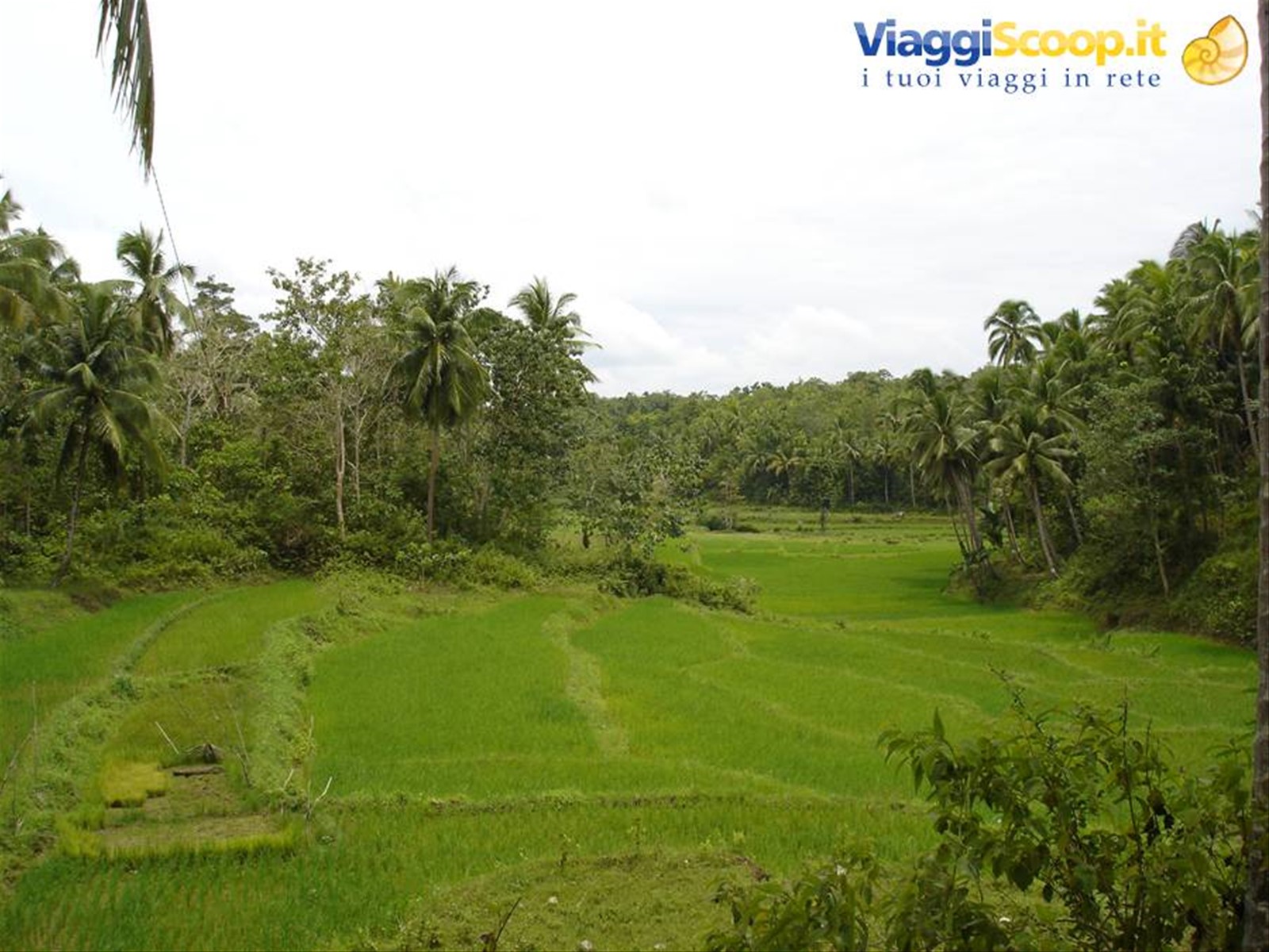 Risaie in Bohol