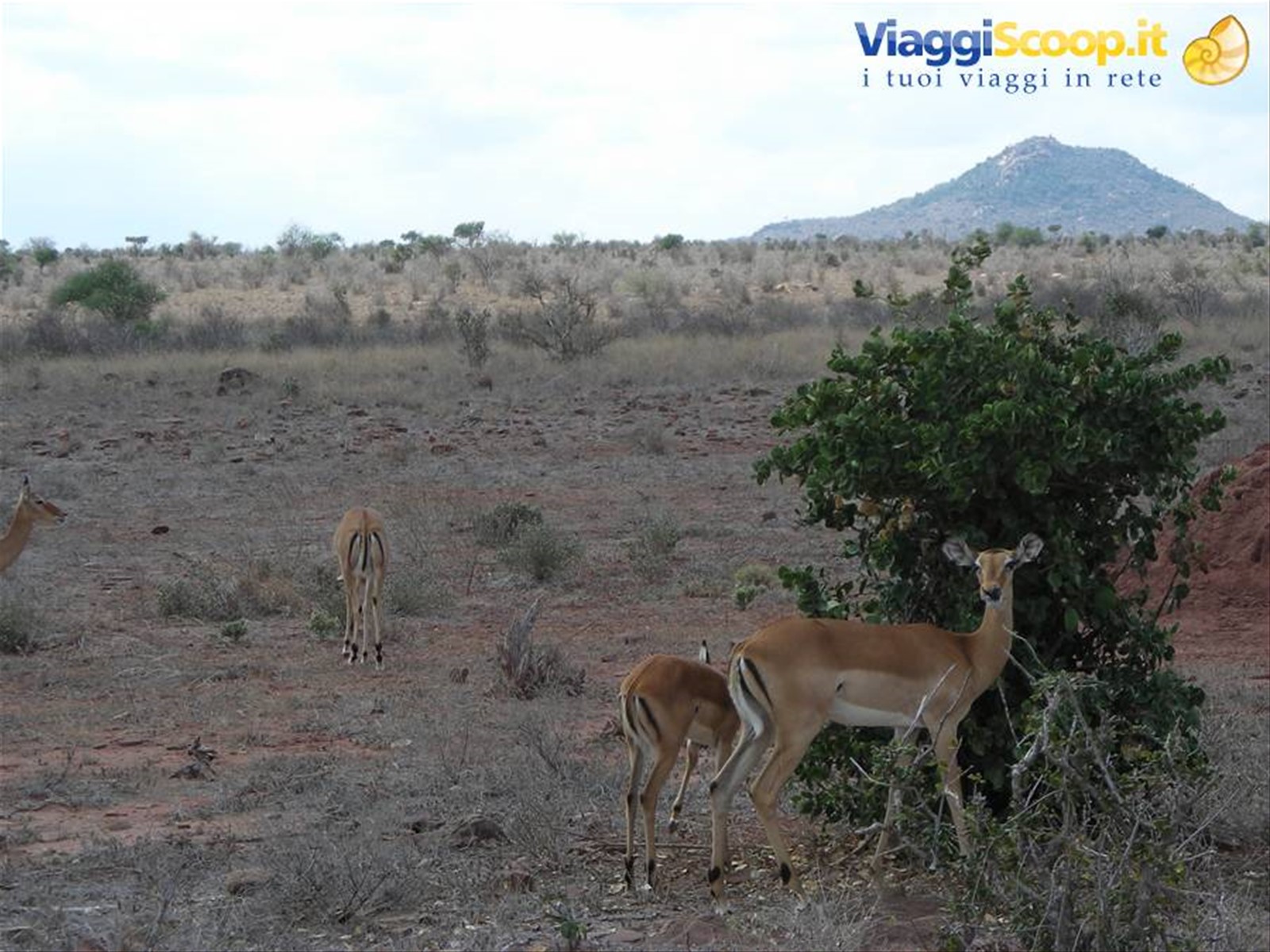 Foto di viaggio in KENYA