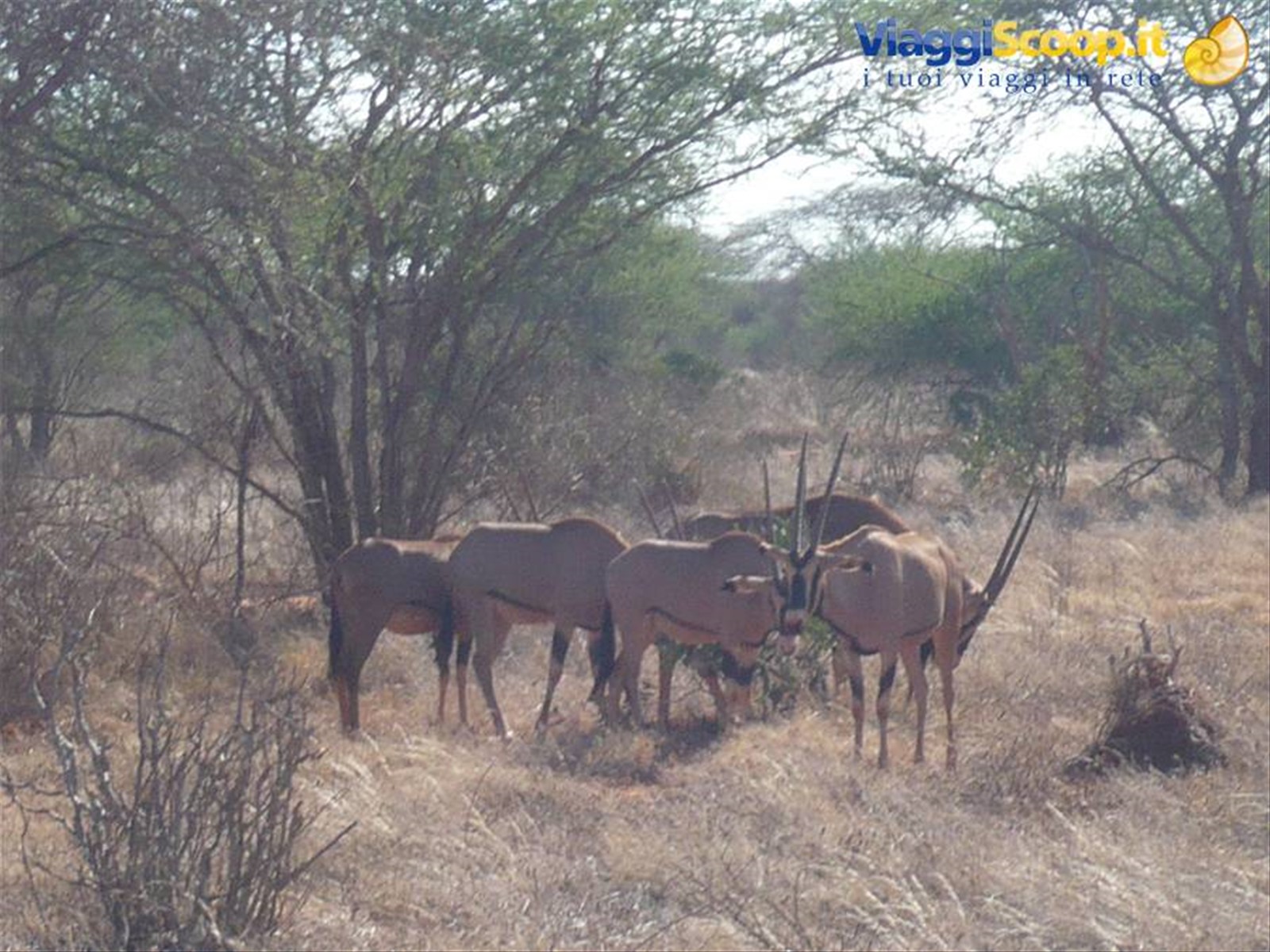 Foto di viaggio in KENYA