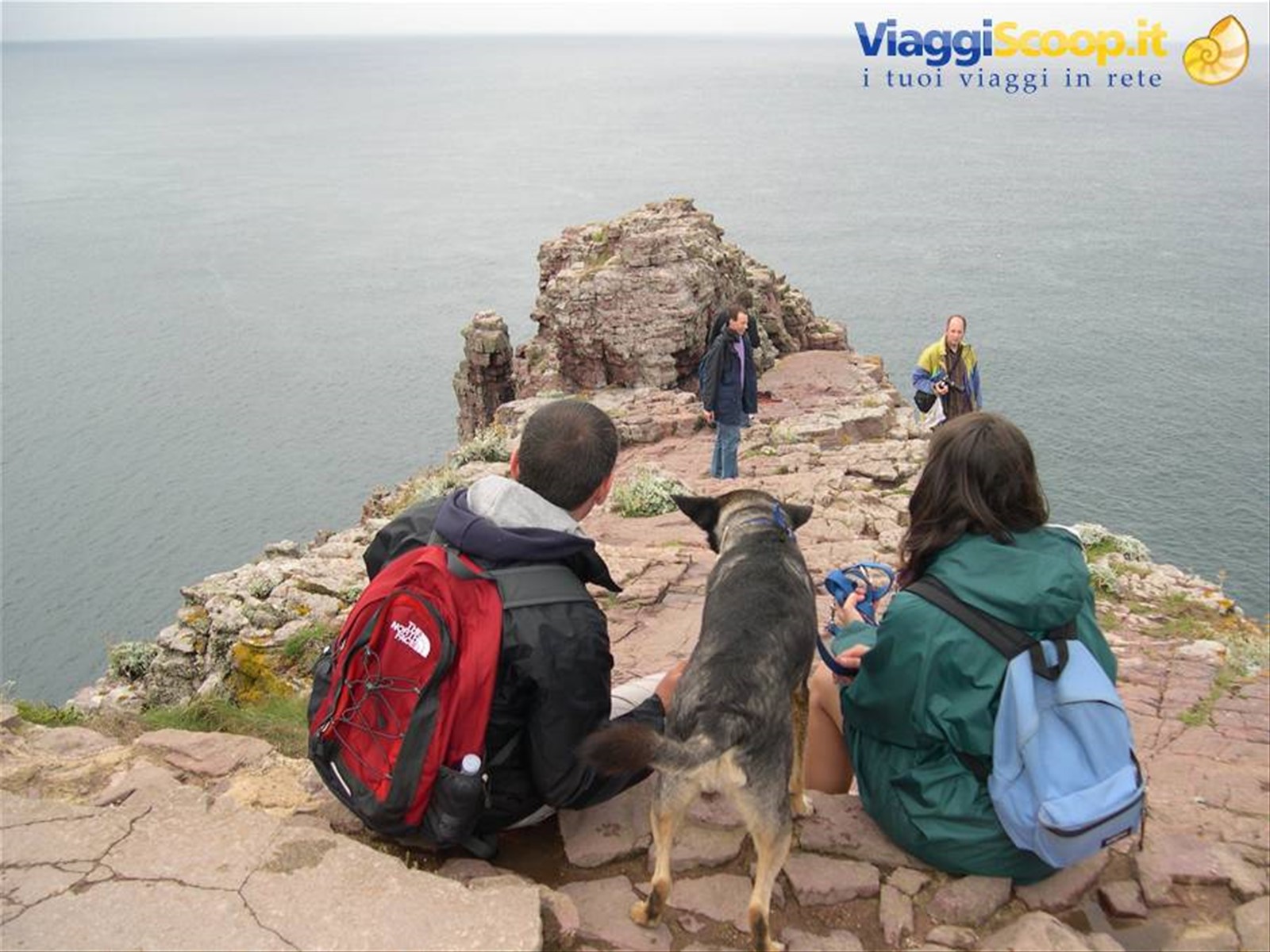 SULLA VETTA DELLA SCOGLIERA DI CAP FREHEL (BRETAGNA)
