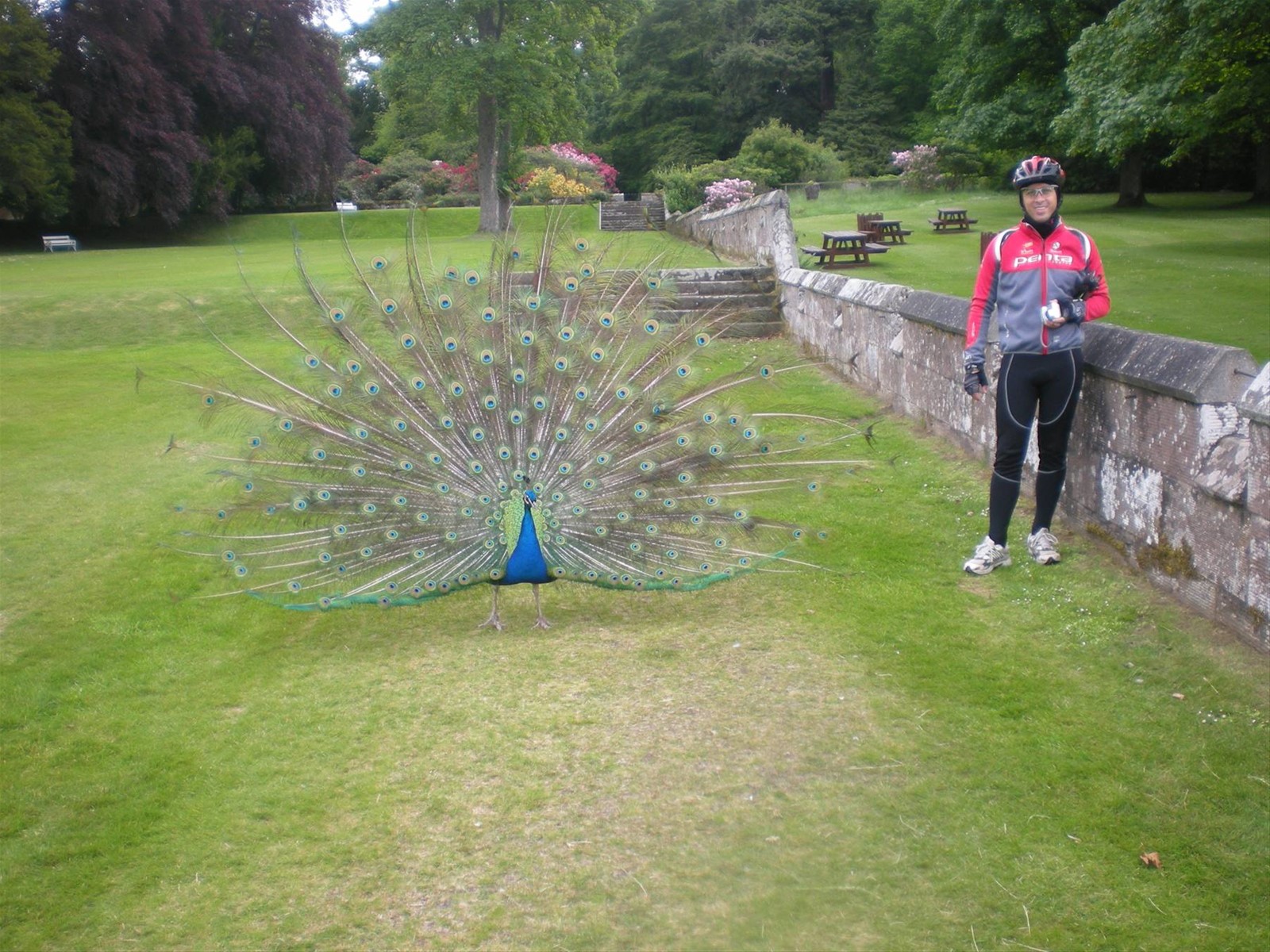IL PAVONE A SCONE PALACE