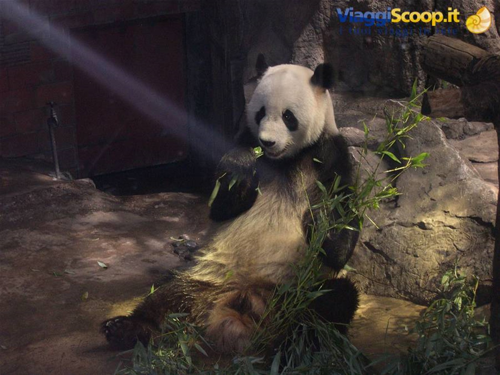 IL PANDA