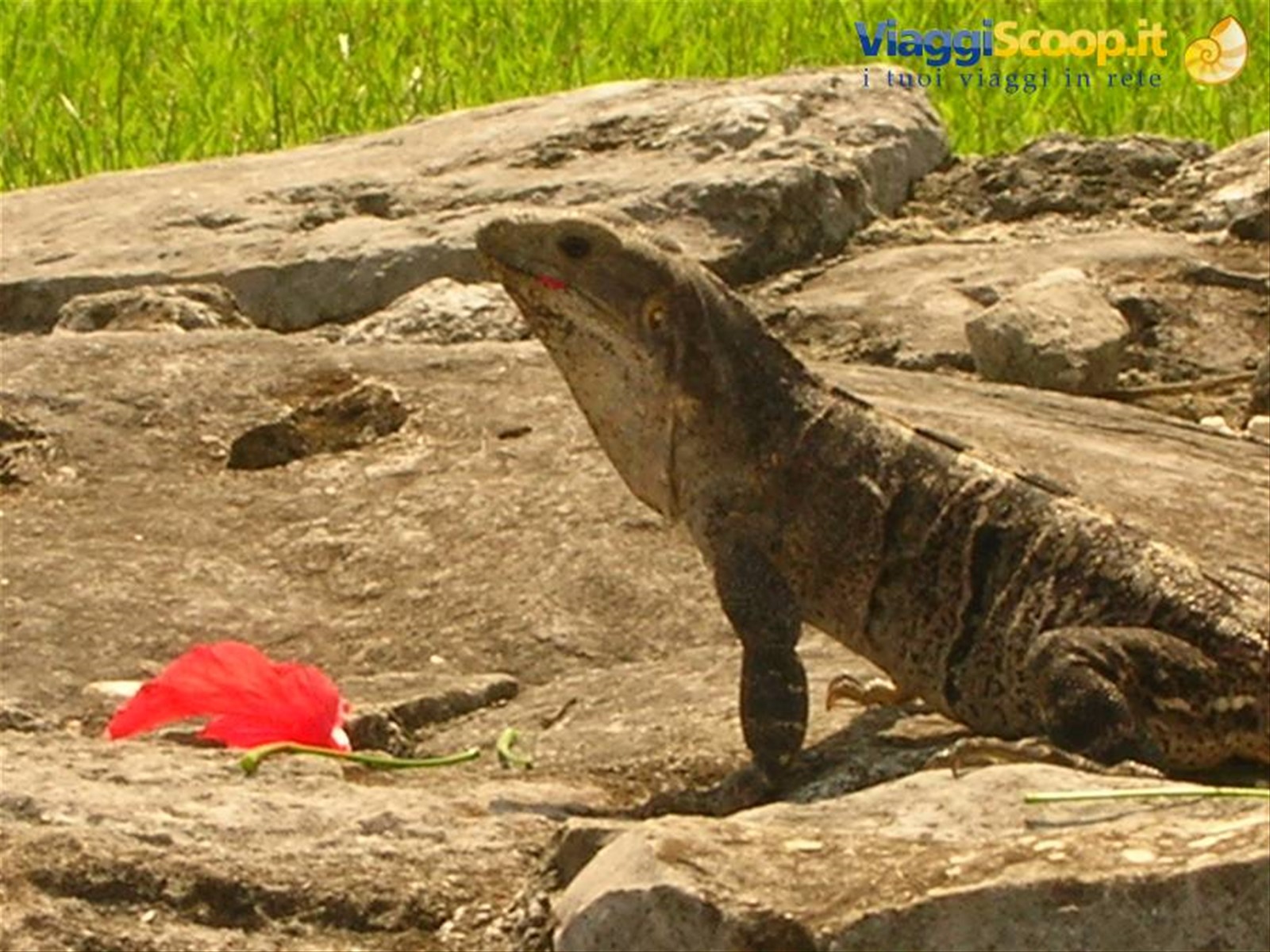 Un'Iguana