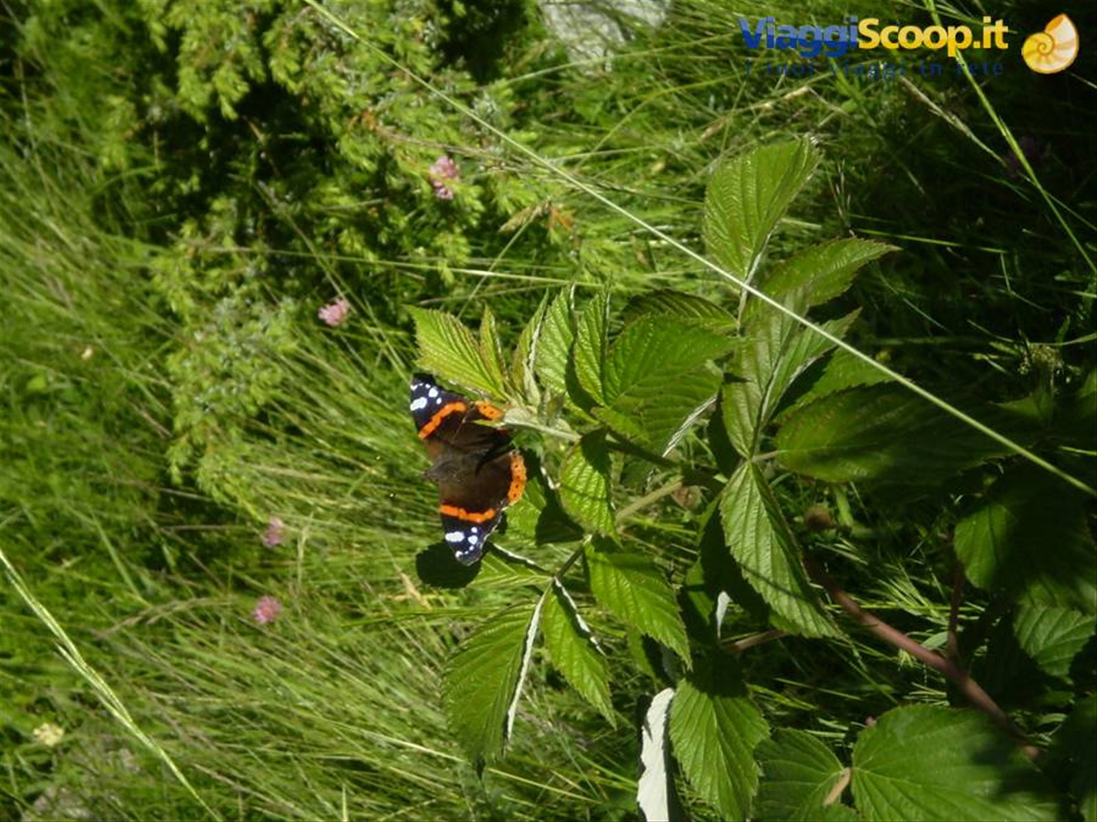 fauna colorata