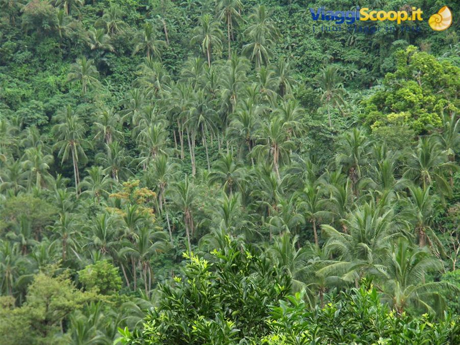 Puerto Galera - Palme, palme, palme...