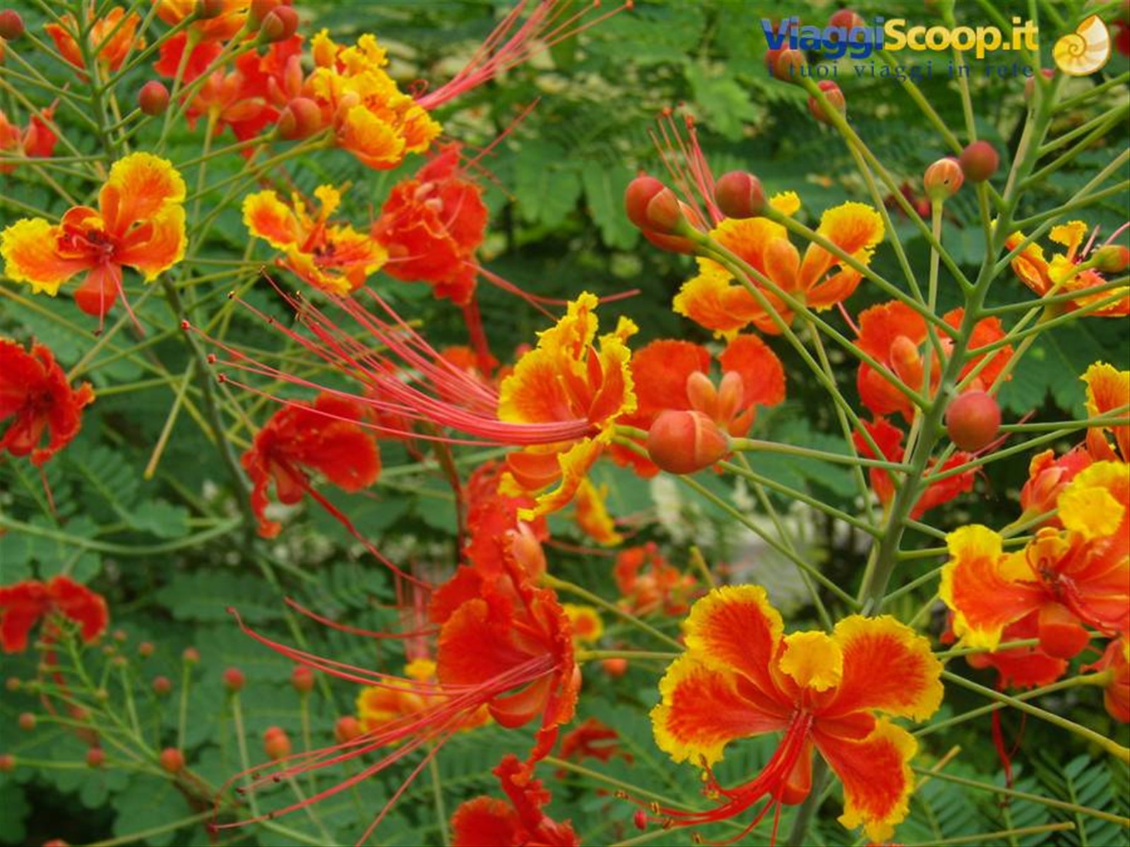 Singapore - Orto Botanico, Orchid Garden