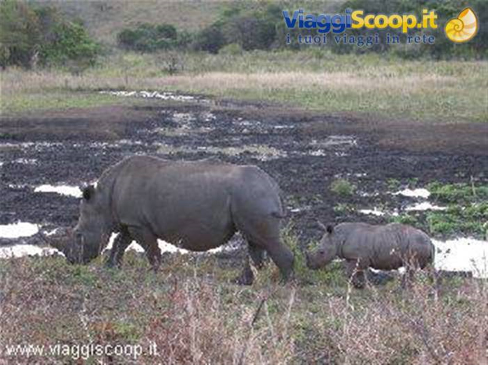 Rino mother e rino baby