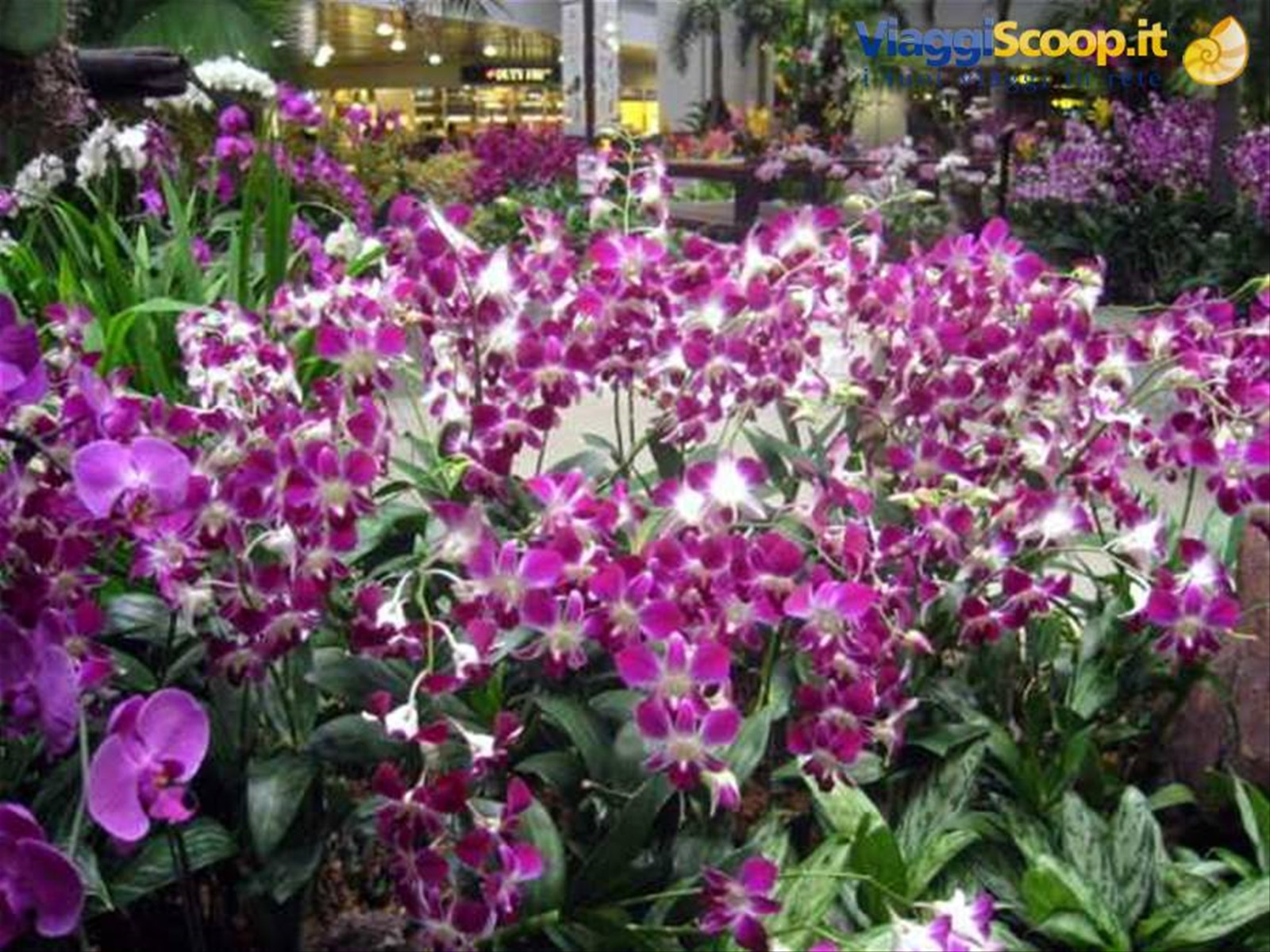 Foto di viaggio in SINGAPORE