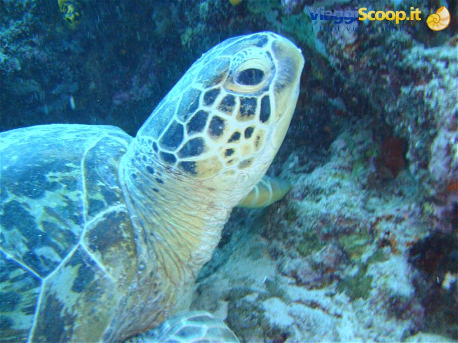 Tartaruga a sipadan