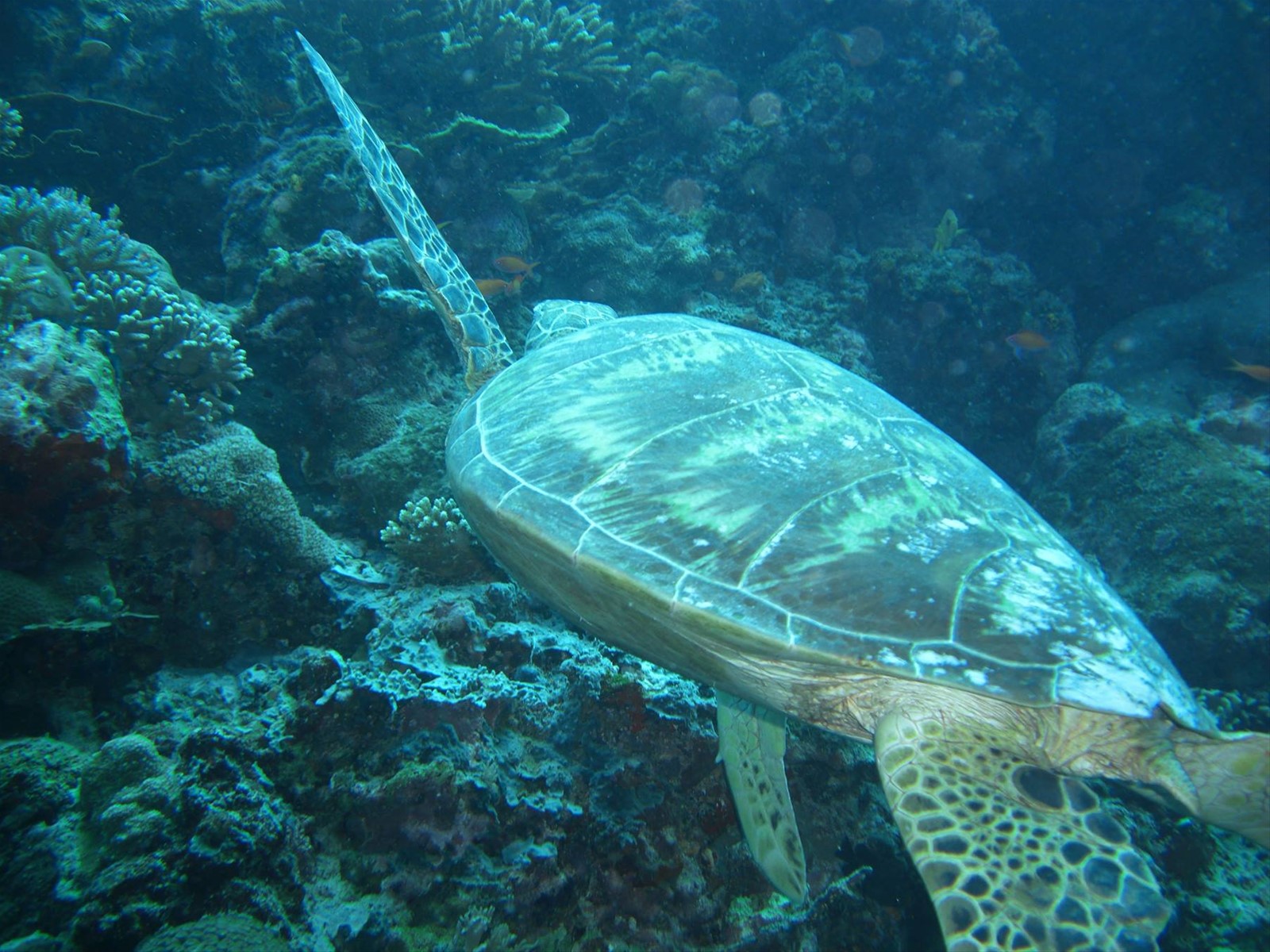 Il mondo meraviglioso di Sipadan