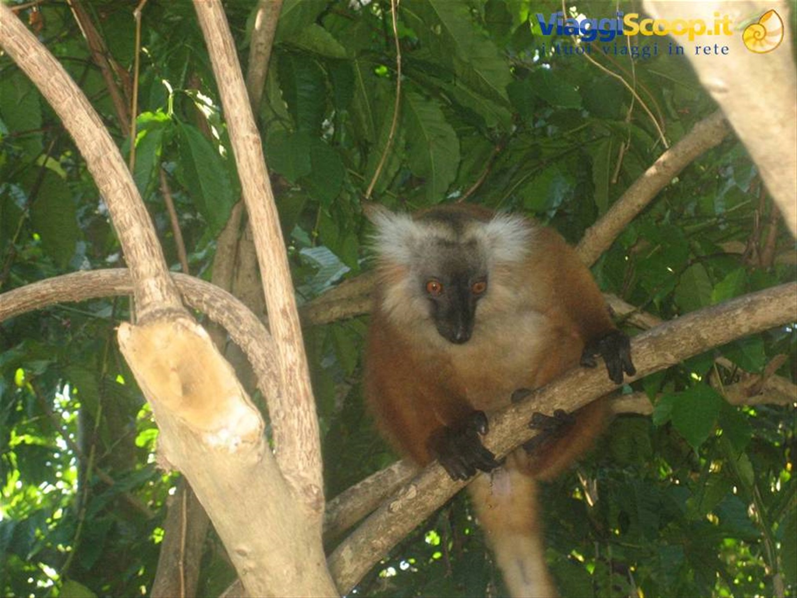 lemuri