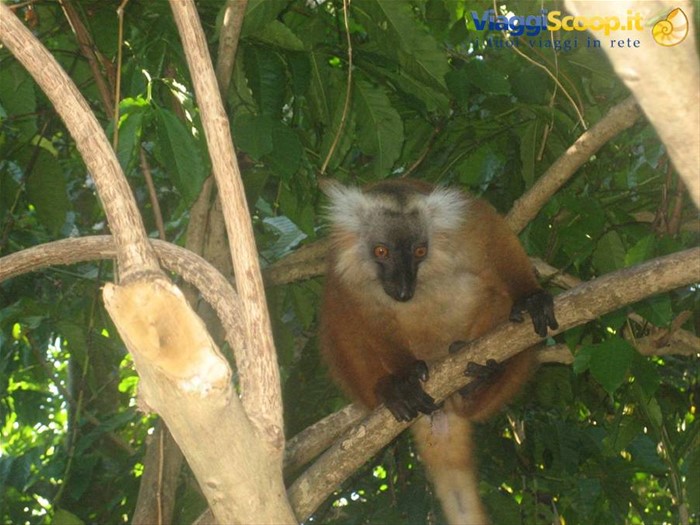 lemuri