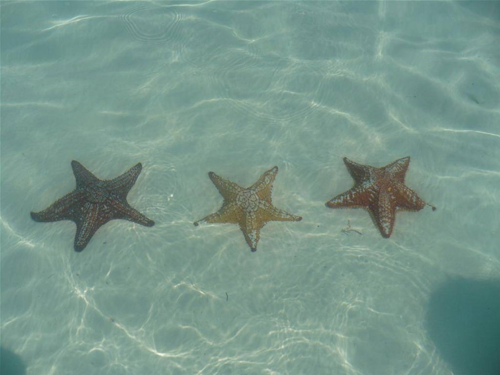 stelle marine