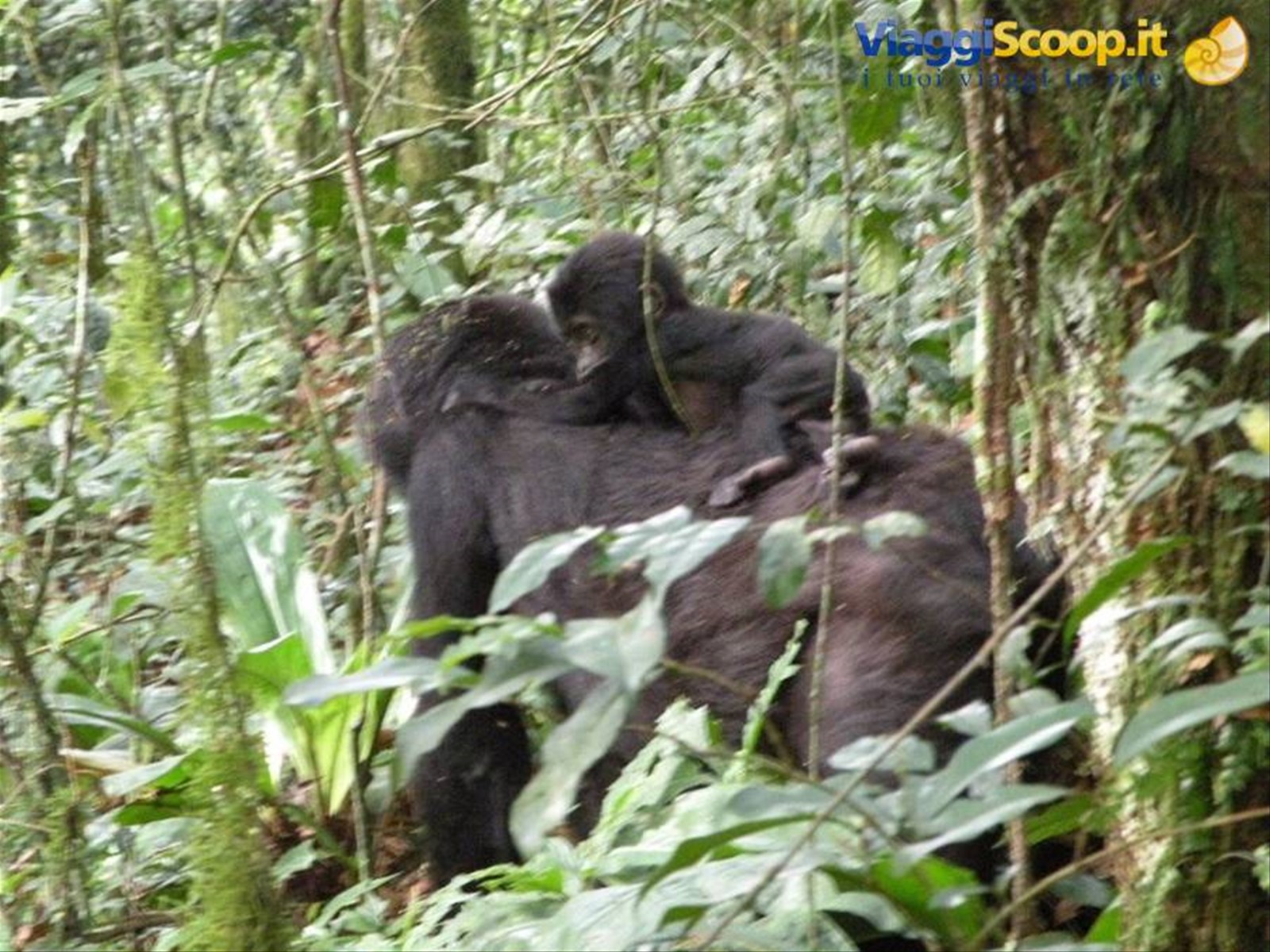 Foto di viaggio in UGANDA