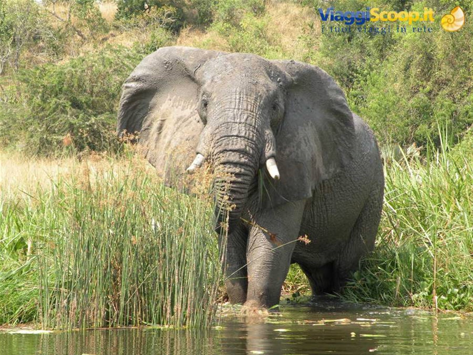 Foto di viaggio in UGANDA